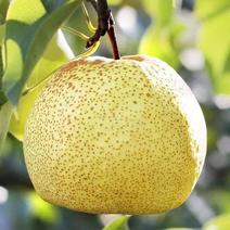 【砀山梨】精品酥梨，产地供应.新鲜采摘水果电商超
