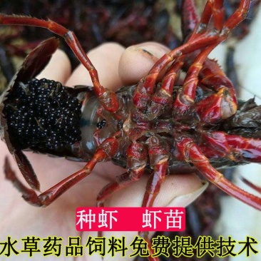 小龙虾苗量大从优淡水虾苗塘口现发成活率高售后保障欢迎合作
