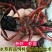 小龙虾苗量大从优淡水虾苗塘口现发成活率高售后保障欢迎合作