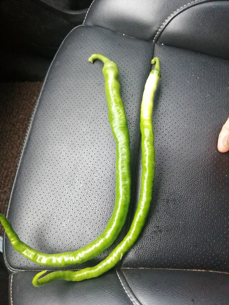 鲜辣椒线椒螺丝椒黄皮椒圆椒二荆条蔬菜福建代办
