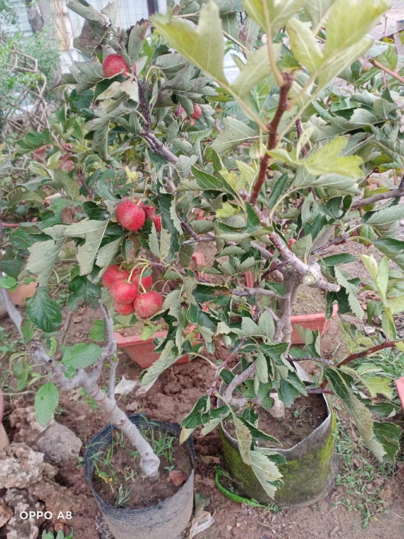 【山楂苗】大果山楂苗适合各种土质栽培包技术可视频看货