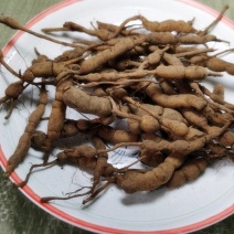 鸡筋参，一手货源，道地药材产地直供，药典标准品质保证。
