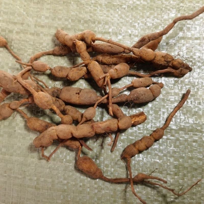 鸡筋参，一手货源，道地药材产地直供，药典标准品质保证。