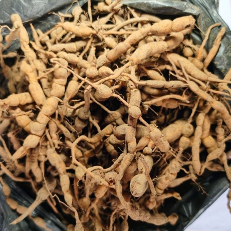 鸡筋参，一手货源，道地药材产地直供，药典标准品质保证。