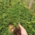 文竹苗荷兰红车厘子苗蟹爪兰走江湖地摊货供应基地现挖