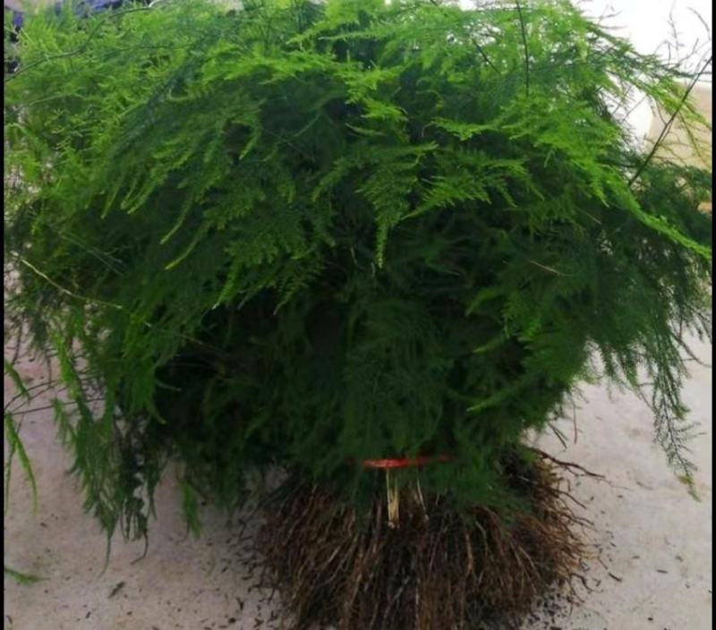 文竹苗荷兰红车厘子苗蟹爪兰走江湖地摊货供应基地现挖