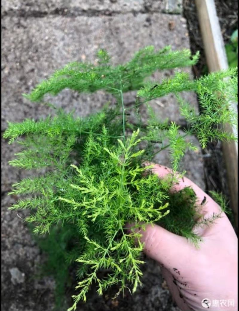文竹苗荷兰红车厘子苗蟹爪兰走江湖地摊货供应基地现挖