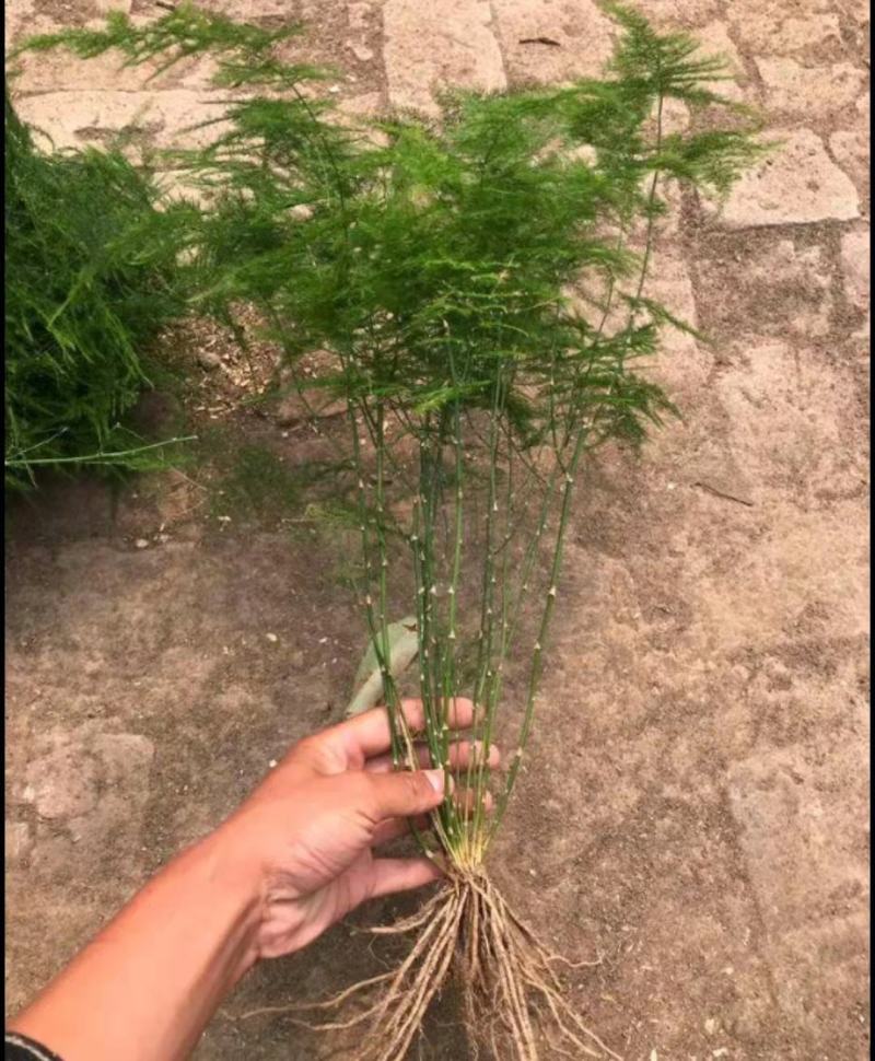 文竹苗荷兰红车厘子苗蟹爪兰走江湖地摊货供应基地现挖