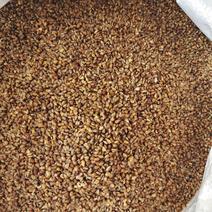 苦荞麦米大粒的苦荞麦仁苦荞粒五谷杂粮袋装50斤
