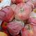 精品大沙河红富士苹果套膜.新鲜水果产地直销
