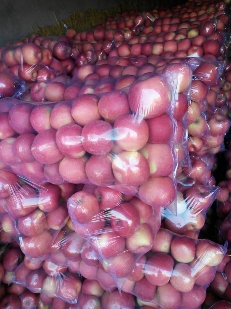 精品大沙河红富士苹果套膜.新鲜水果产地直销