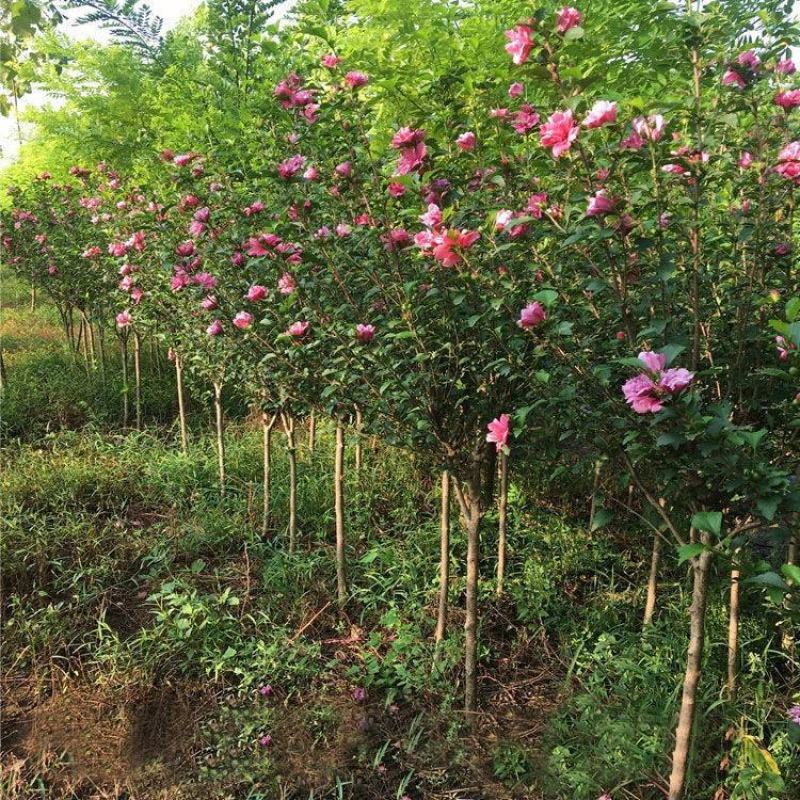 木槿苗木槿花庭院别墅绿化植物做篱笆围墙围栏