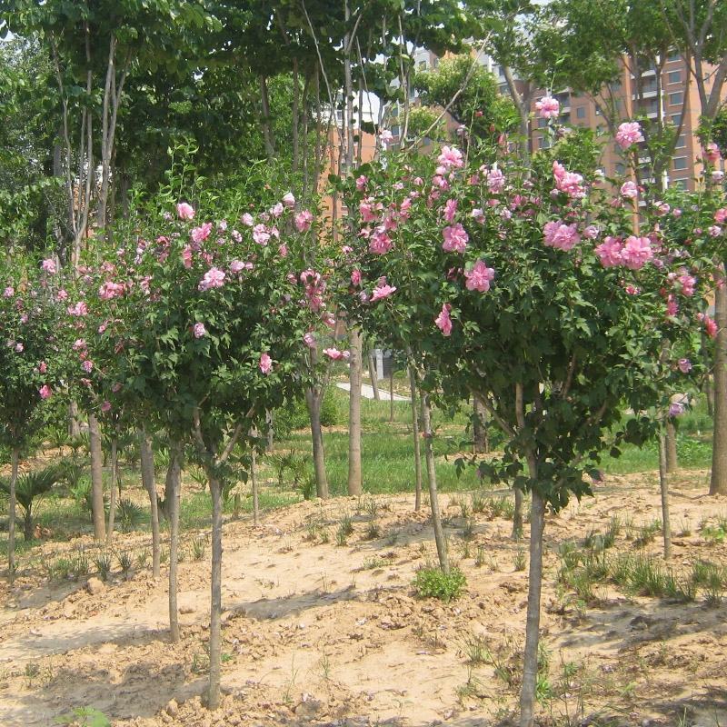 木槿苗木槿花庭院别墅绿化植物做篱笆围墙围栏