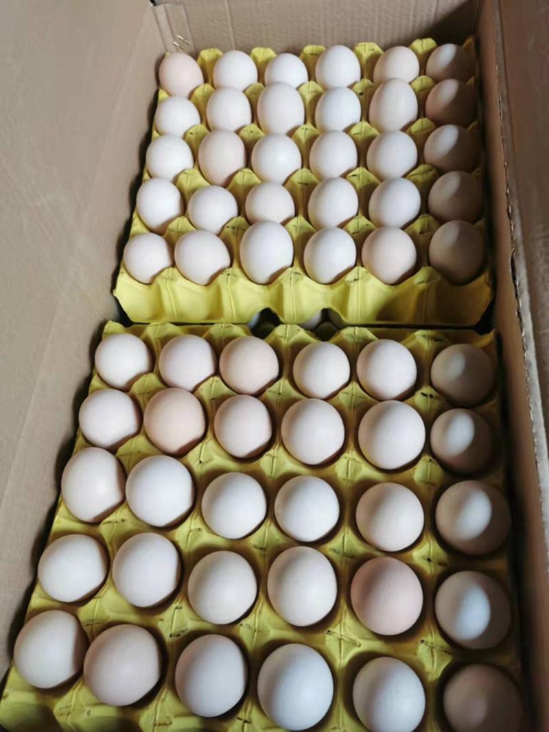 鸡蛋，规模化养殖场，无抗鸡蛋！对接各大平台