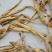 广州人特级黄花菜金针菜麻辣烫火锅凉拌菜一件代发