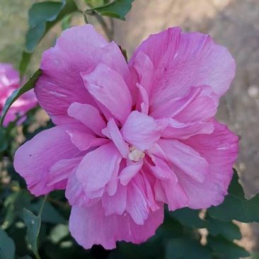 木槿盆栽重瓣红花木槿树庭院篱笆墙围栏耐寒植物工程绿化