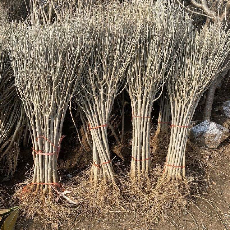 木槿盆栽重瓣红花木槿树庭院篱笆墙围栏耐寒植物工程绿化
