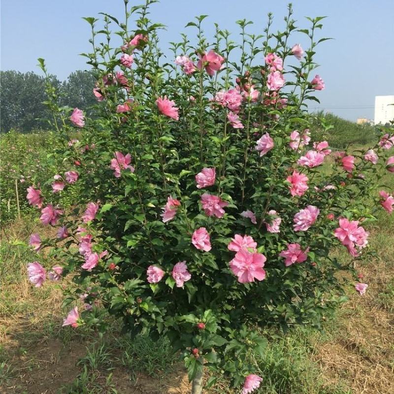 木槿盆栽重瓣红花木槿树庭院篱笆墙围栏耐寒植物工程绿化