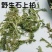 石上柏野生中药材地柏草地侧柏中药材大全