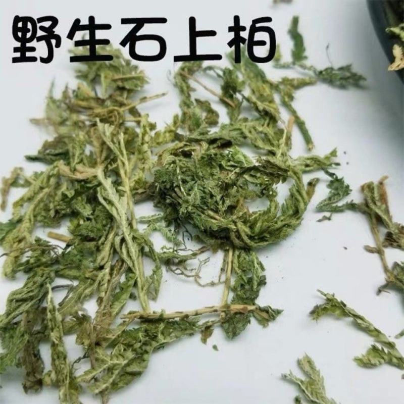 石上柏野生中药材地柏草地侧柏中药材大全