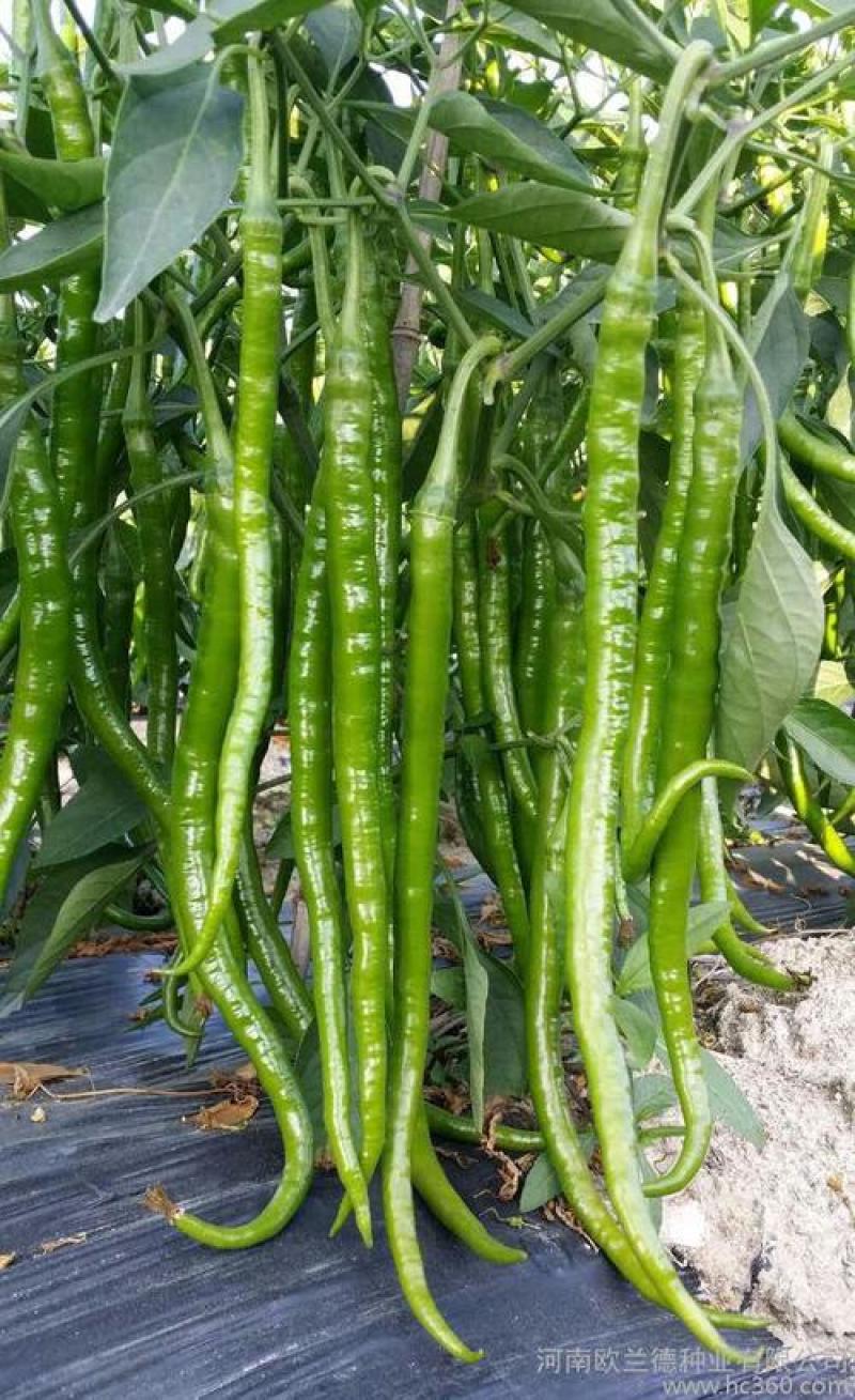 8号线椒苗、青皮线椒苗抗病耐寒，高产，包技术