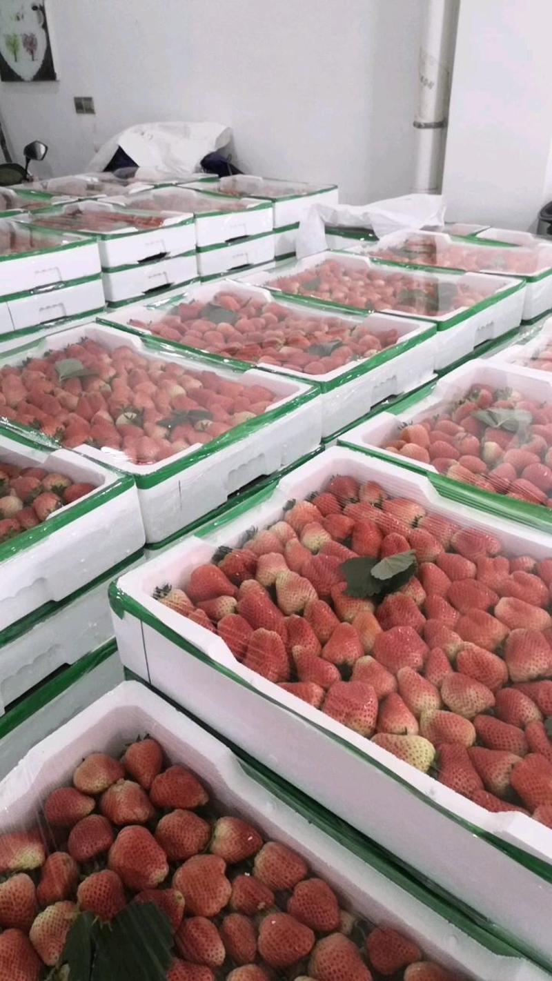 奶油草莓大量上市代办供应批发市场电商社团基地直发欢迎来电