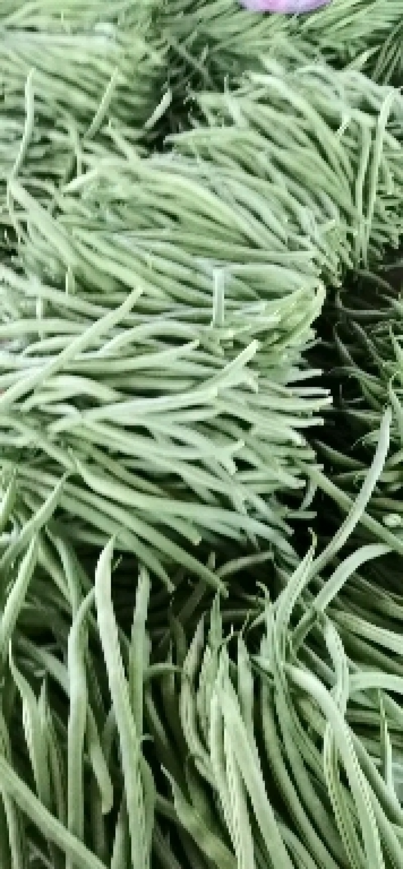 常年供应芸豆、无丝豆、豆王、架豆王。货源充足，品质保证