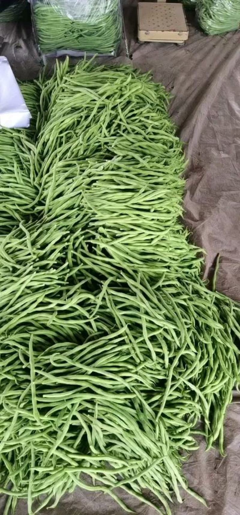 常年供应芸豆、无丝豆、豆王、架豆王。货源充足，品质保证