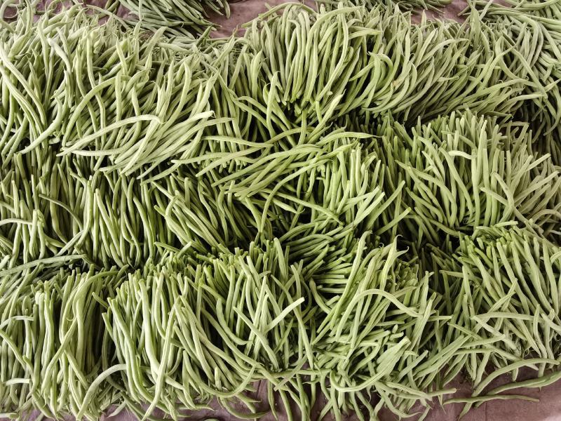 常年供应芸豆、无丝豆、豆王、架豆王。货源充足，品质保证