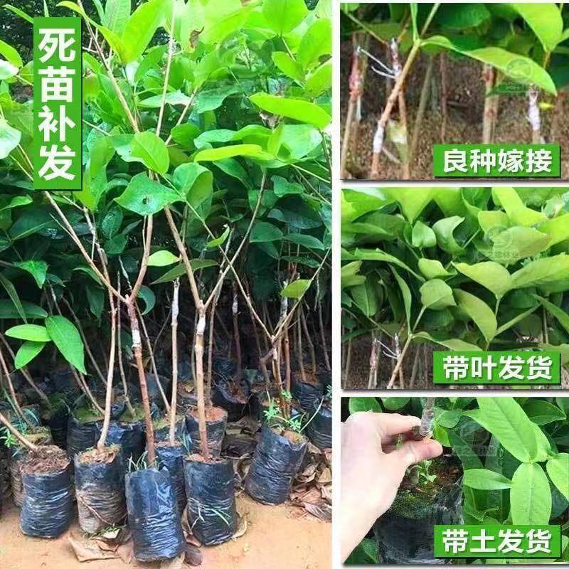黑糖芭比莲雾黑金刚莲雾大叶红莲雾基地直发