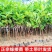 黑糖芭比莲雾黑金刚莲雾大叶红莲雾基地直发