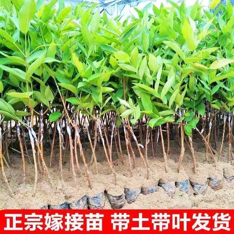黑糖芭比莲雾黑金刚莲雾大叶红莲雾基地直发