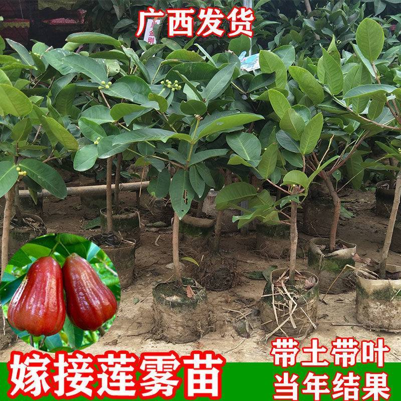 黑糖芭比莲雾黑金刚莲雾大叶红莲雾基地直发