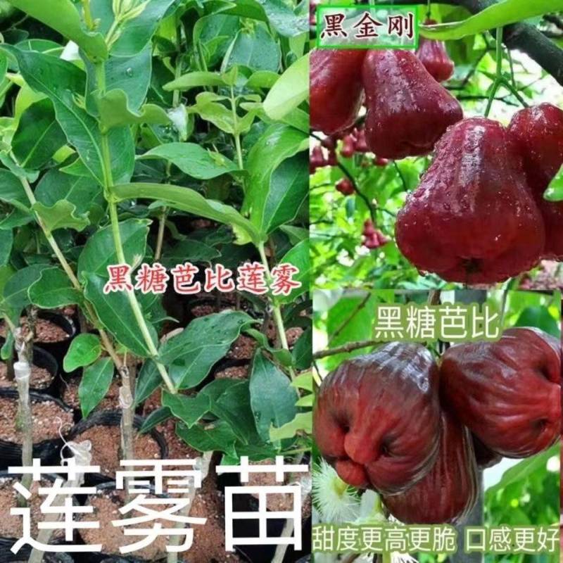 黑糖芭比莲雾黑金刚莲雾大叶红莲雾基地直发