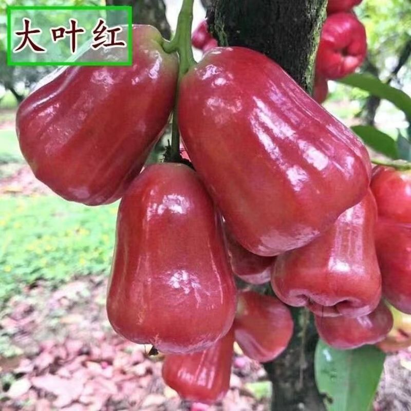 黑糖芭比莲雾黑金刚莲雾大叶红莲雾基地直发