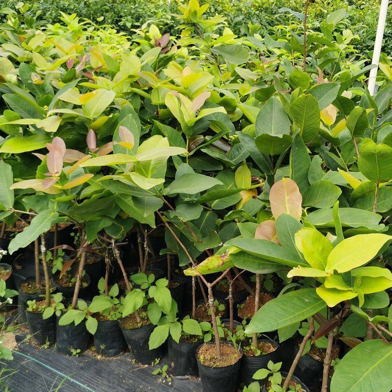 黑糖芭比莲雾黑金刚莲雾大叶红莲雾基地直发