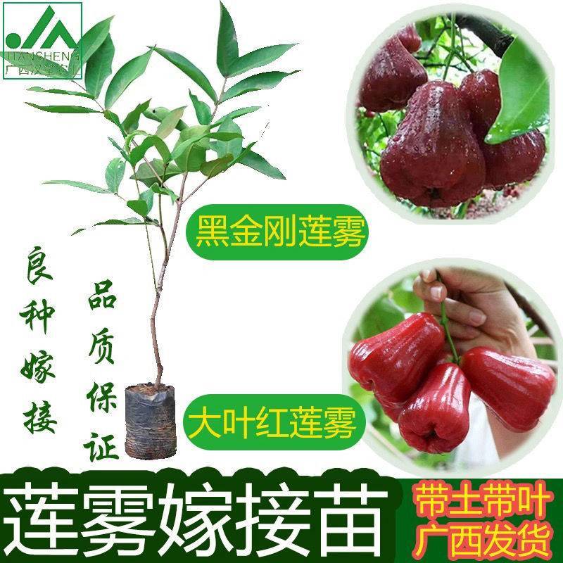 黑糖芭比莲雾黑金刚莲雾大叶红莲雾基地直发