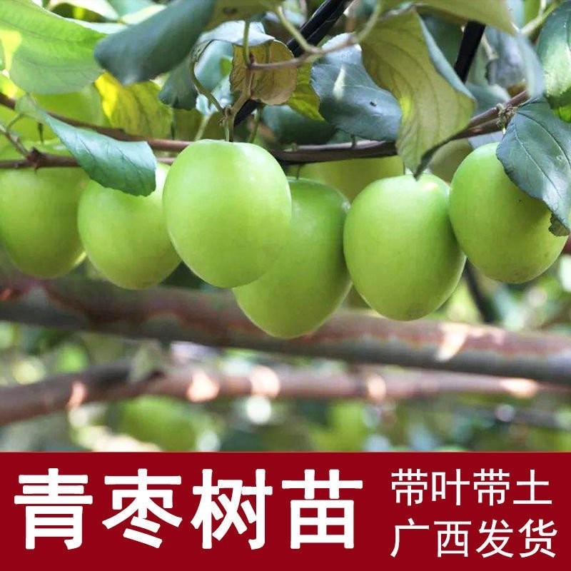 青枣苗台湾大青枣果苗南北方种植嫁接苗庭院四季盆栽地栽