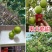 青枣苗台湾大青枣果苗南北方种植嫁接苗庭院四季盆栽地栽