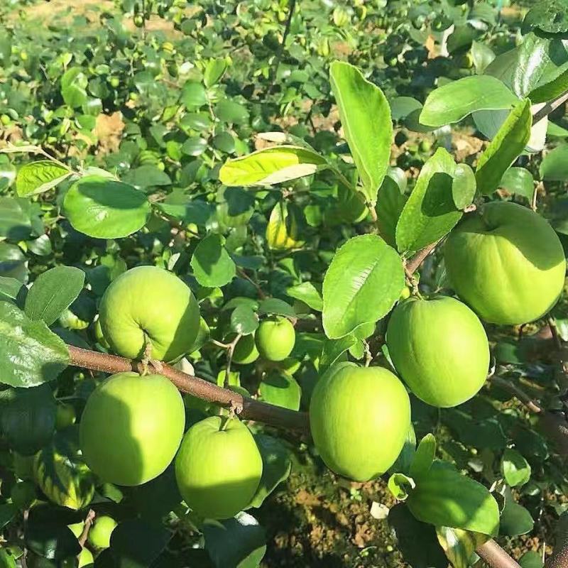 青枣苗台湾大青枣果苗南北方种植嫁接苗庭院四季盆栽地栽