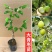 青枣苗台湾大青枣果苗南北方种植嫁接苗庭院四季盆栽地栽