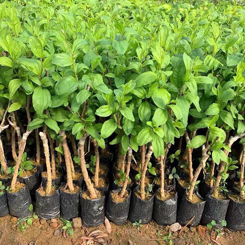 青枣苗台湾大青枣果苗南北方种植嫁接苗庭院四季盆栽地栽