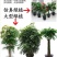 超大螺纹花盆加厚白色黑色仿瓷树脂花盆送托盘盆景植物大型塑
