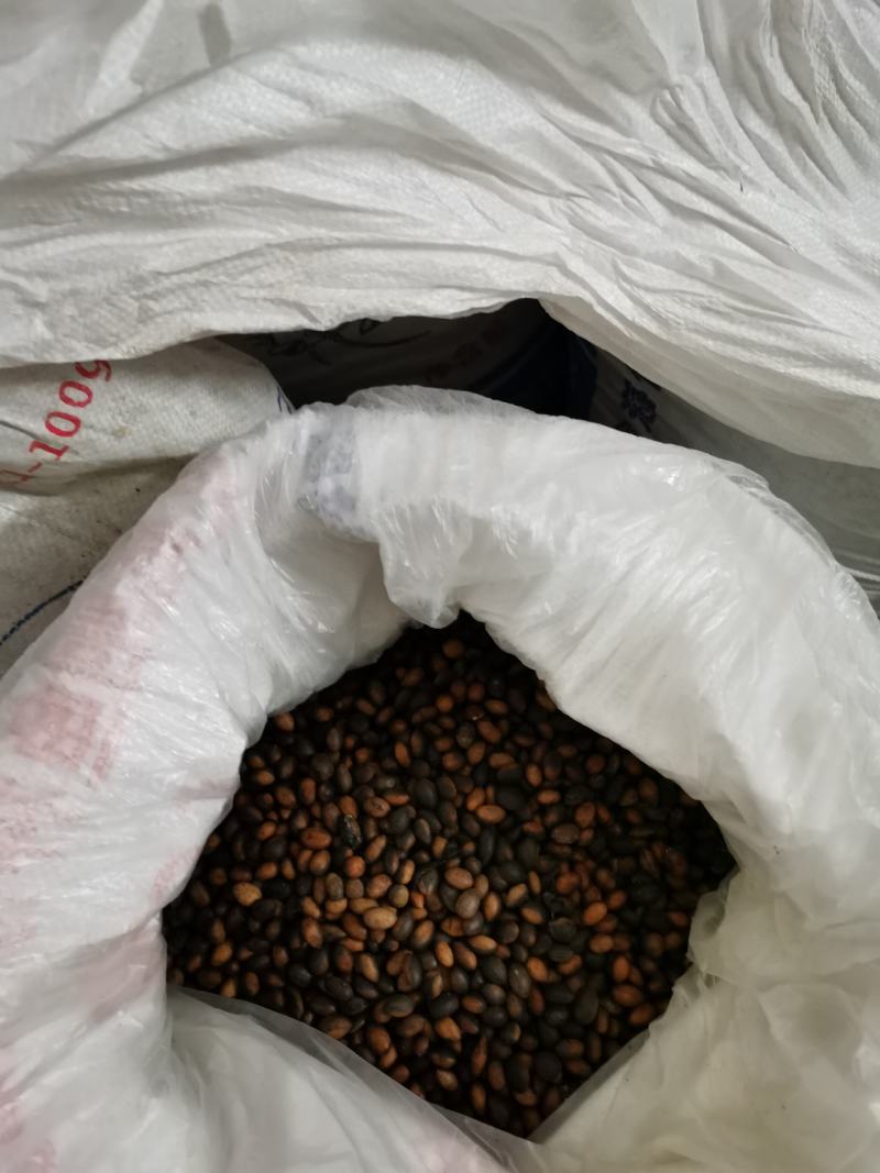 金丝楠木种子，供应优质金丝楠木种，新鲜种，发芽率较高