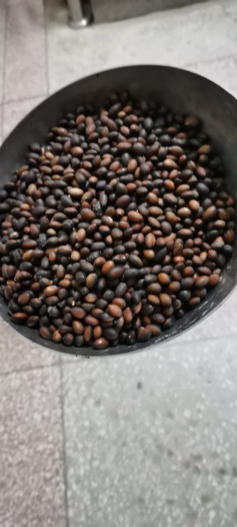 金丝楠木种子，供应优质金丝楠木种，新鲜种，发芽率较高