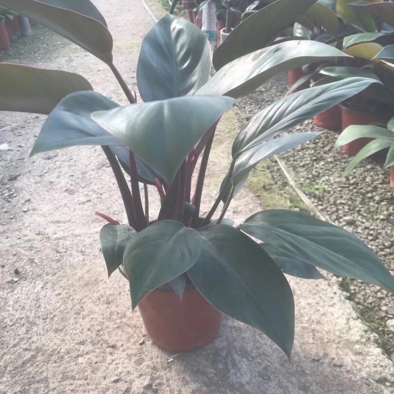 红帝王蔓绿绒优质红钻基地直发欢迎实地看货