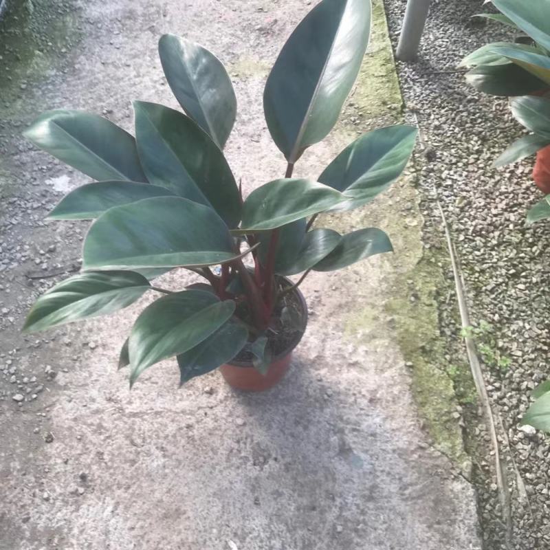 红帝王蔓绿绒优质红钻基地直发欢迎实地看货