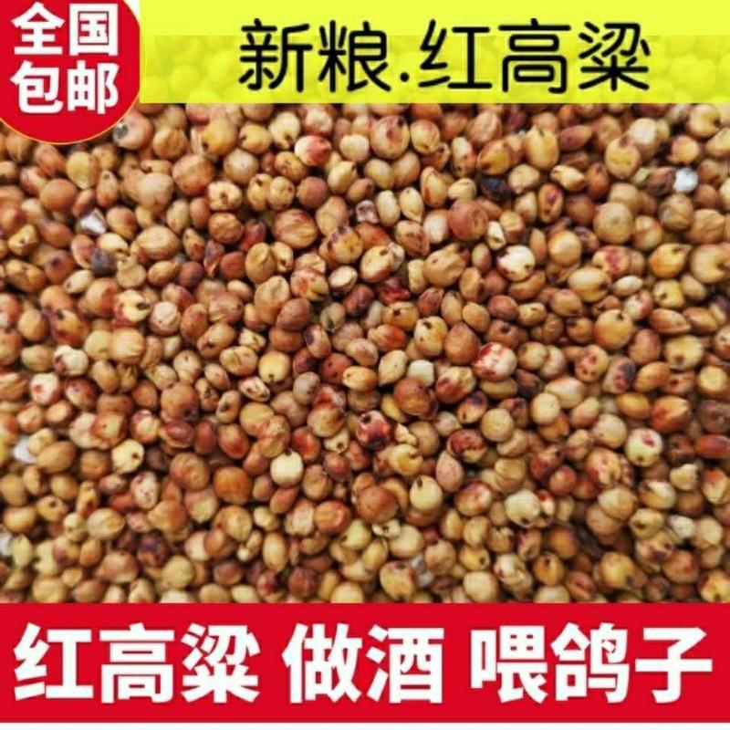 优糯8号糯高梁杂交种红壳红粒抗旱耐涝产量高。