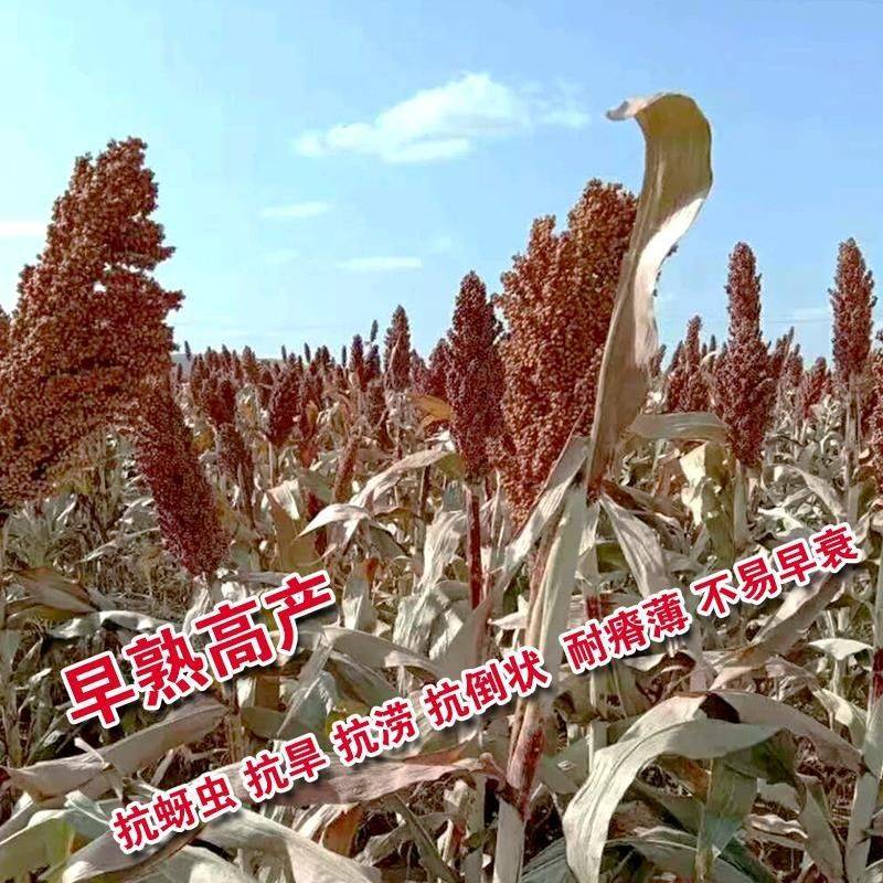优糯8号糯高梁杂交种红壳红粒抗旱耐涝产量高。
