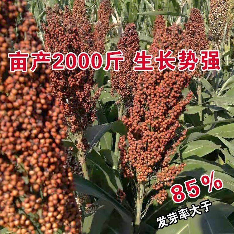 优糯8号糯高梁杂交种红壳红粒抗旱耐涝产量高。